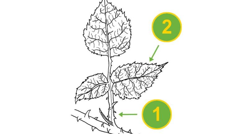 Amora-de-silvas, Dicotiledóneas perenes