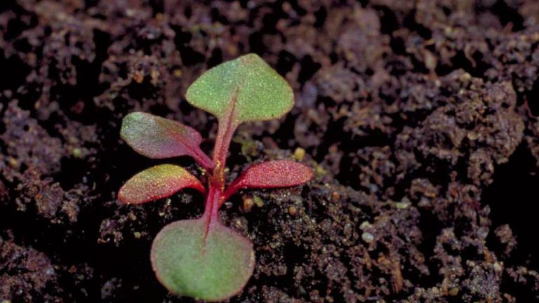Acetosela, Dicotiledóneas perenes