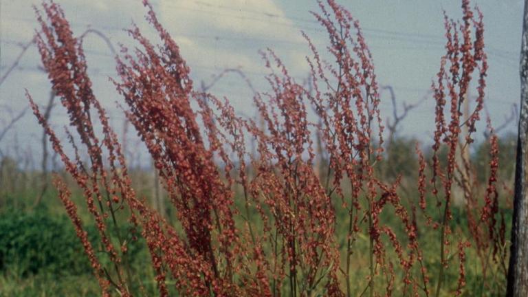 Azedas, Dicotiledóneas perenes