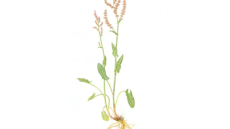 Azedas, Dicotiledóneas perenes