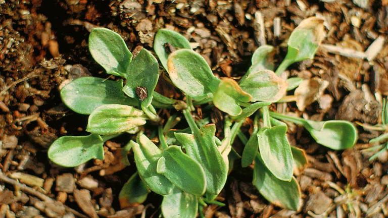 Azedas, Dicotiledóneas perenes