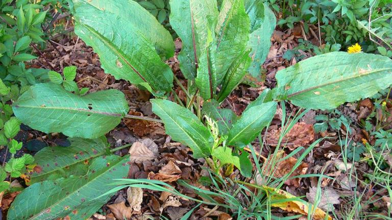 Labaça-crespa, Dicotiledóneas perenes
