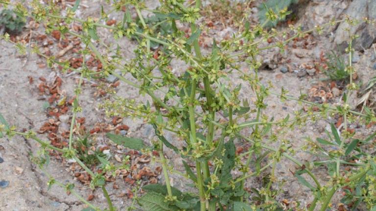 Labaça-sinuada, Dicotiledóneas perenes