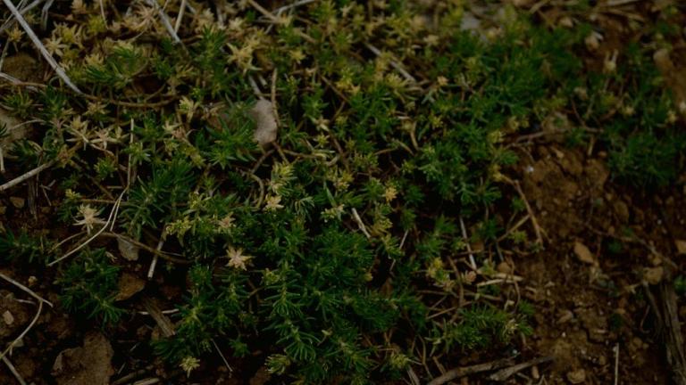 Erva-pinheira, Dicotiledóneas perenes