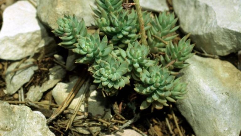Erva-pinheira, Dicotiledóneas perenes
