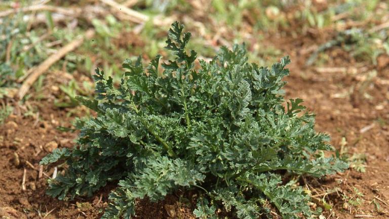 Tasna, Dicotiledóneas perenes