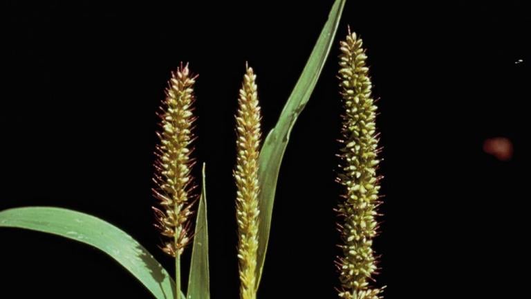 Milhã-verticilada, Gramíneas anuais e perenes