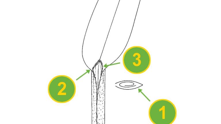 Milhã-verticilada, Gramíneas anuais e perenes