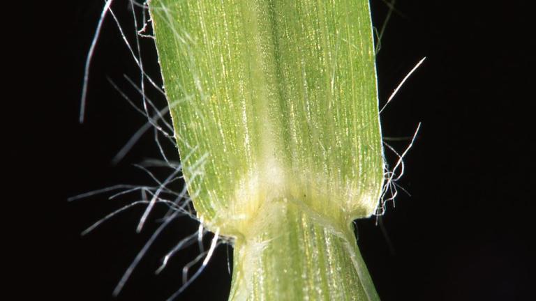 Milhã-verde, Gramíneas anuais e perenes