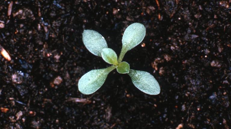 Erva-Traqueira, Dicotiledóneas perenes