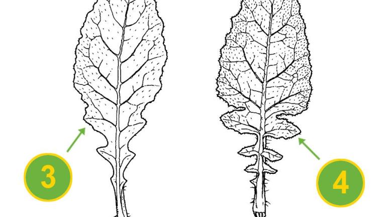 Mostarda-dos-campos, Dicotiledóneas anuais