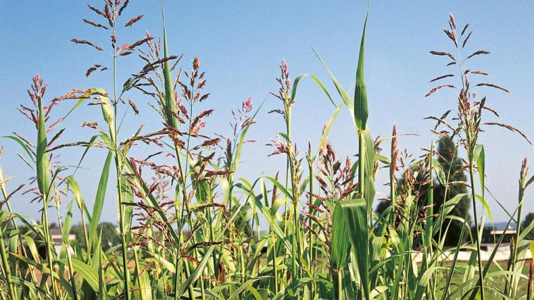 Sorgo-bravo, Gramíneas anuais e perenes