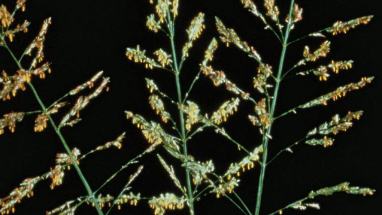 Sorgo-bravo, Gramíneas anuais e perenes