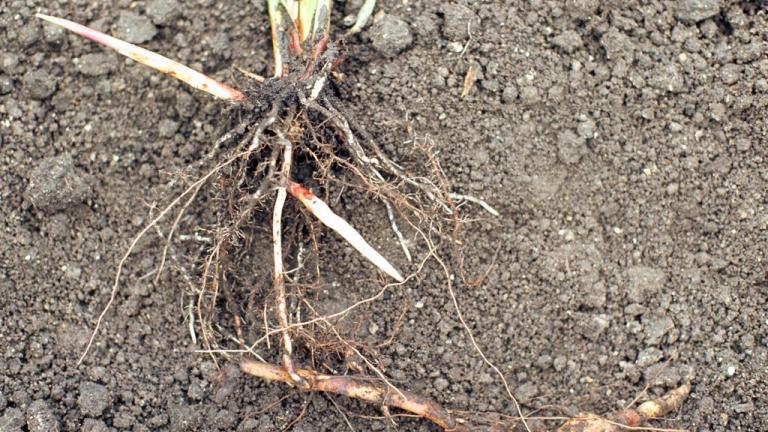 Sorgo-bravo, Gramíneas anuais e perenes