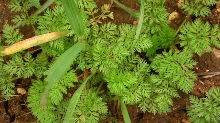 Salsinha-de-cabeça-rente, Dicotiledóneas anuais