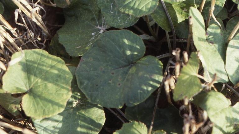 Unha-de-asno, Dicotiledóneas perenes