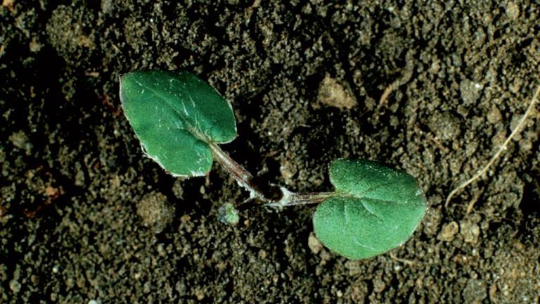 Unha-de-asno, Dicotiledóneas perenes