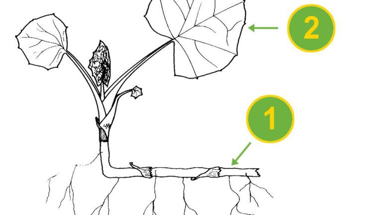 Unha-de-asno, Dicotiledóneas perenes