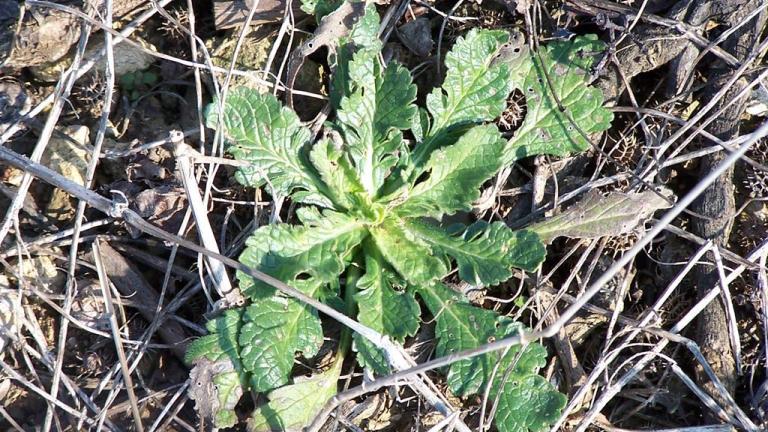 Erva-dos-leprosos, Dicotiledóneas perenes