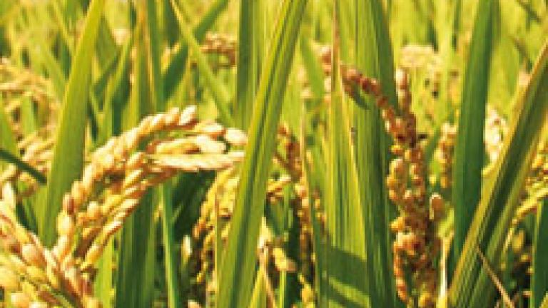 arroz