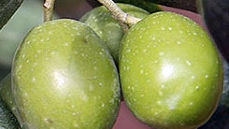 azeitonas