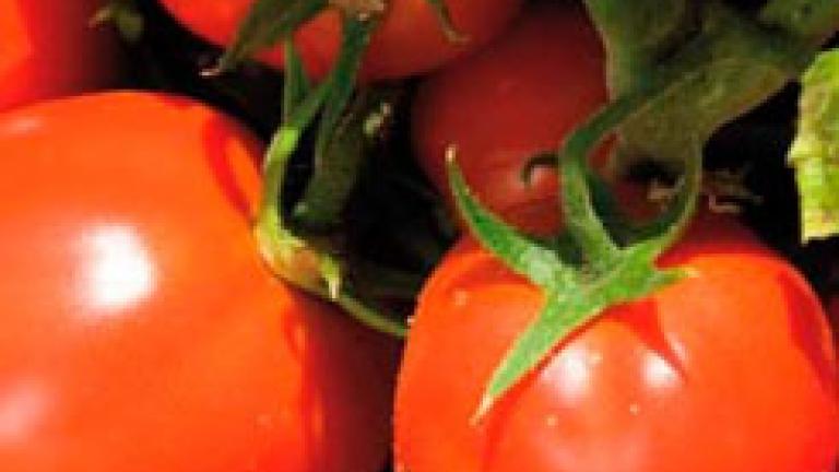 tomate