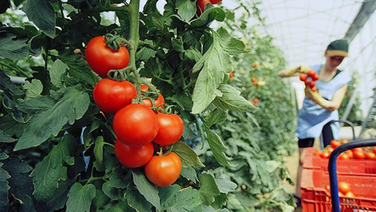 Sementes hortícolas