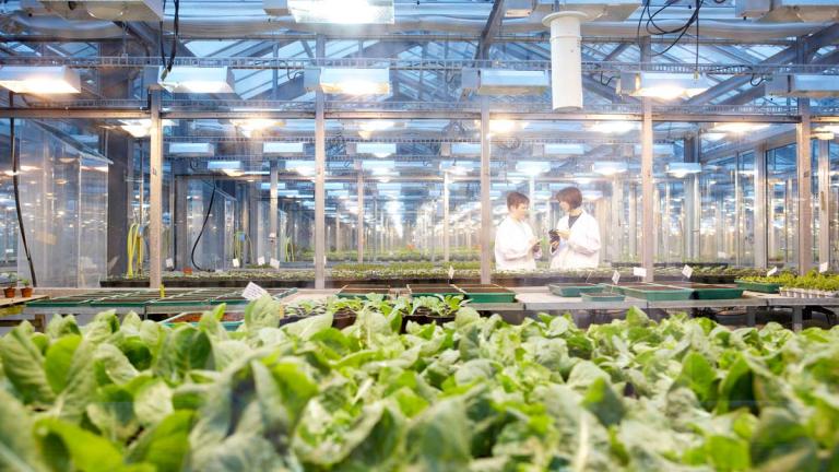 Grupo Syngenta firma novas parcerias para disponibilizar soluções científicas e tecnológicas mais inovadoras à agricultura