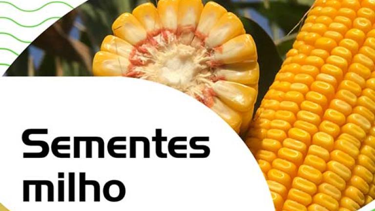 Sementes do milho