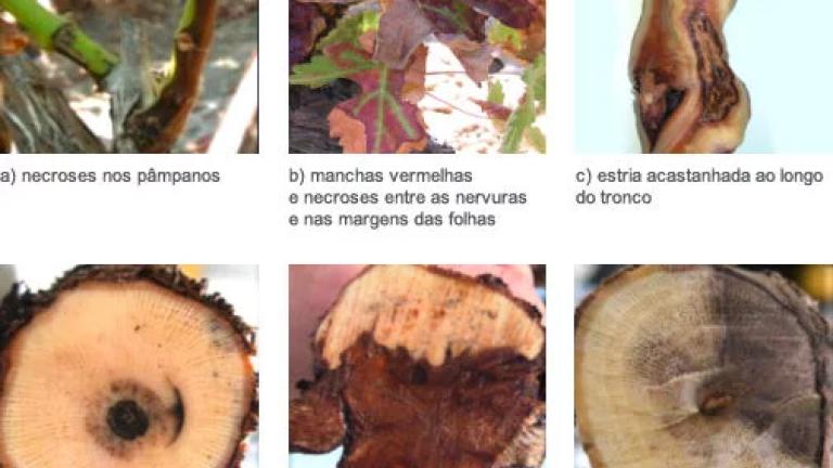 Escoriose Europeia em Vinha