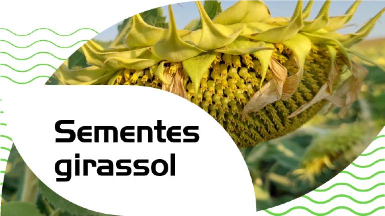 Sementes girassol