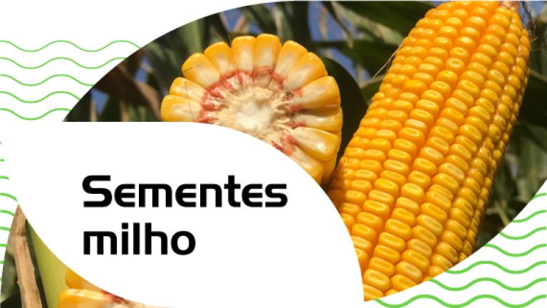 Sementes milho