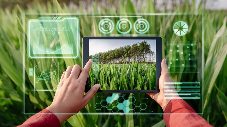As cinco principais tendências de IA identificadas pela Syngenta são: 1. IA em I+D: Atualmente, na Syngenta, todos os projetos de investigação utilizam modelos de aprendizagem automática para identificar novas substâncias ativas, tanto para produtos sintéticos como biológicos. 2. IA no campo: A adoção de sistemas baseados em IA para monitorizar e prever de forma fiável a saúde do solo, fornecendo mapas de alta resolução de nutrientes, textura e carbono do solo aos agricultores. 3. IA nas mãos dos agricultor