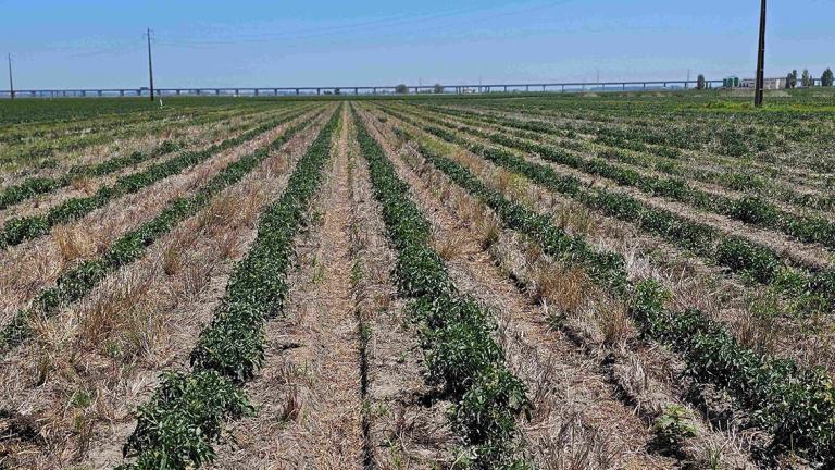 Campo de ensaio do TomAC em Vila Franca de Xira