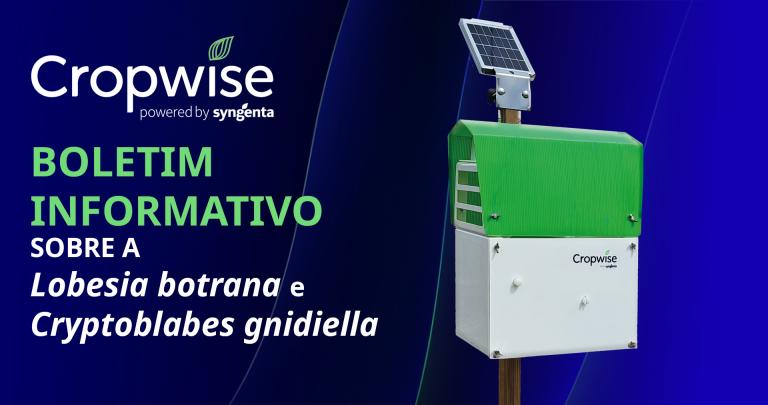 Boletim informativo sobre a Lobesia e Cryptoblades
