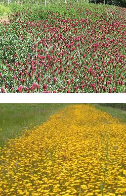 campo de flores