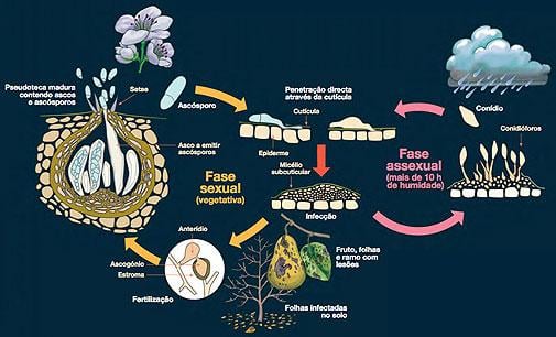 ciclo de vida