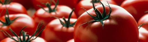 Tomates