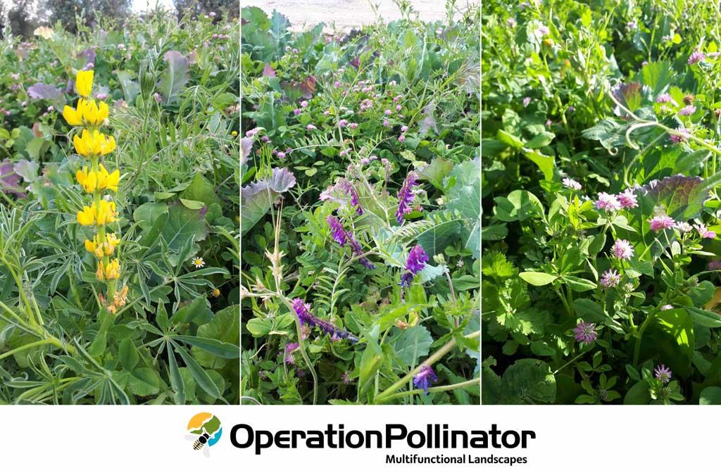Operation Pollinator multifuncional landscape 2