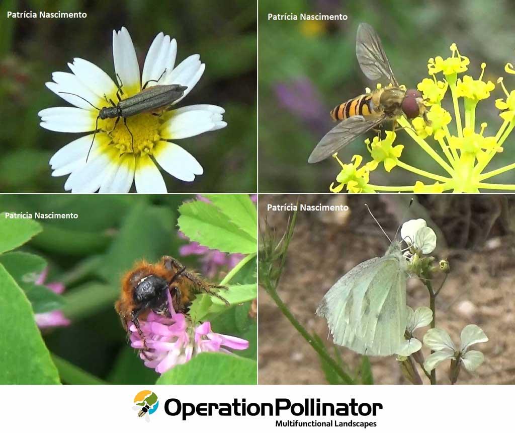 Operation Pollinator multifuncional landscape 3