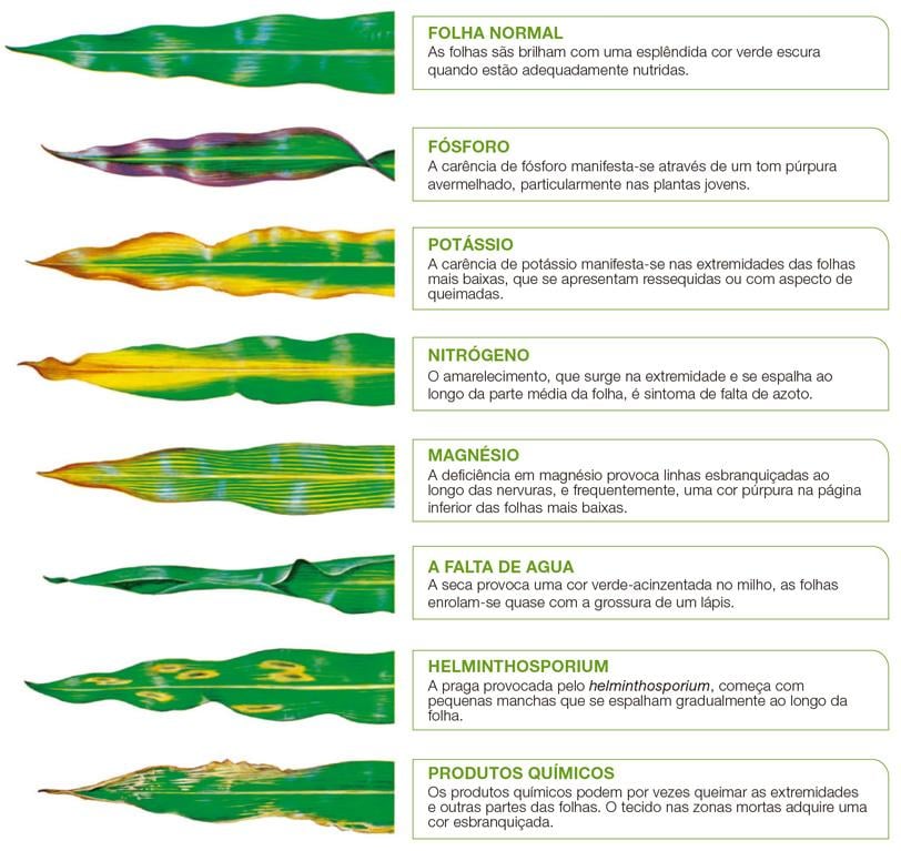 Gráfico Milho Técnicas