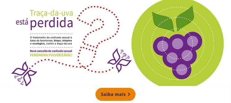 Traça-da-uva está perdida
