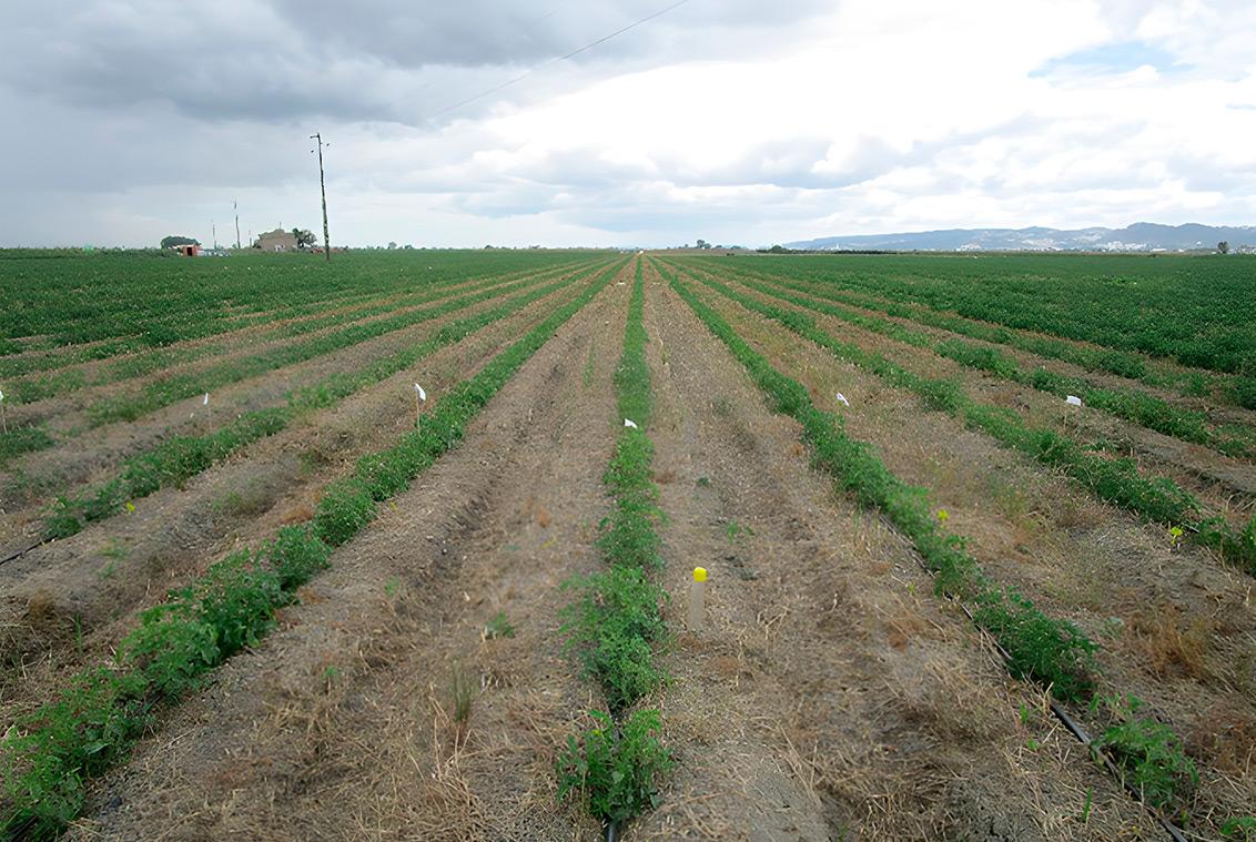 Tomate plantado em solo mobilizado