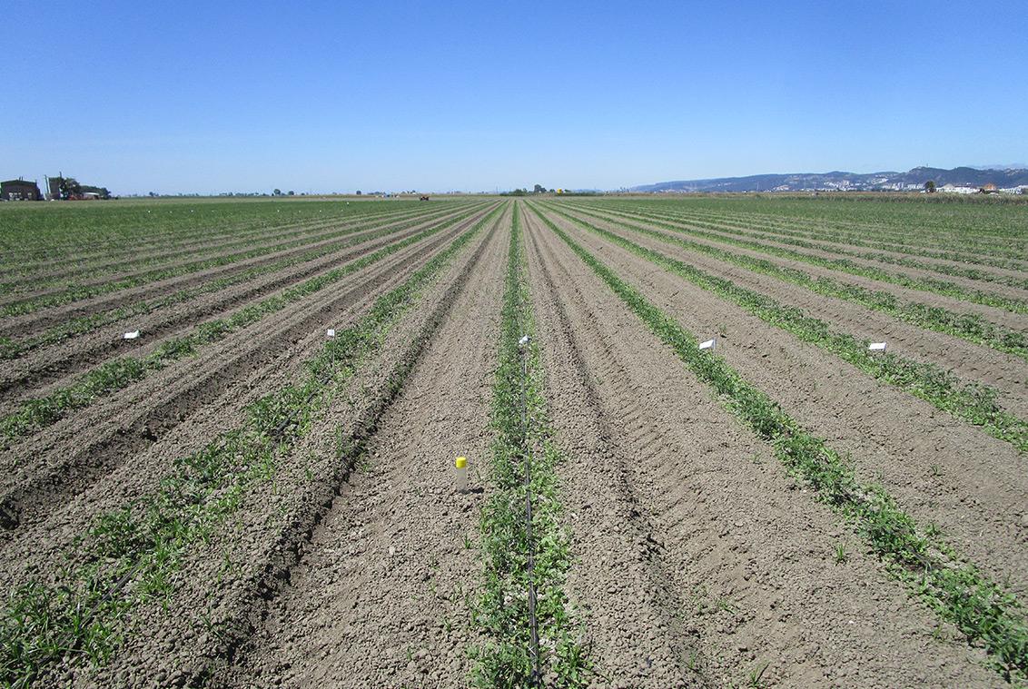 Tomate plantado em sistema convencional
