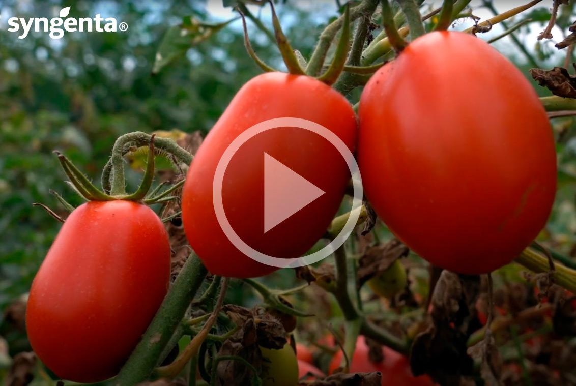 Veja o vídeo de apresentação do projeto TomAC
