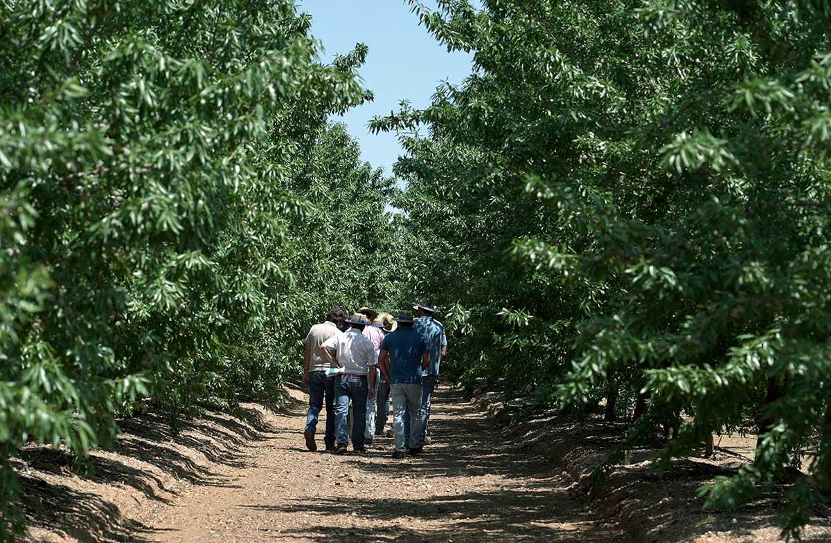 Syngenta Biologicals e Amêndoas Vitóriapolis apresentam resultados de programa de bioestimulação em amendoal