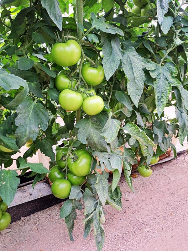 Tomate Barosor, uma variedade resistente ao vírus do rugoso (ToBFRV)