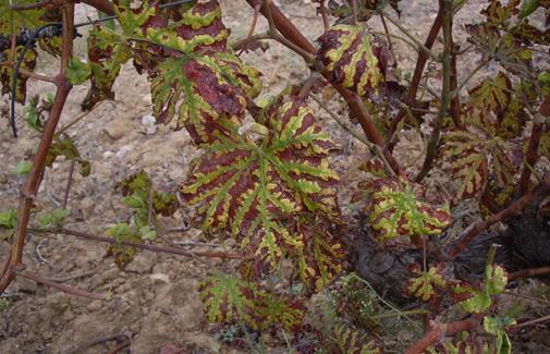 Sintomas de Esca (Phaeomoniella clamydospora,&nbsp;Phaeoacremonium aleophiluma&nbsp;e&nbsp;Fomitiporia spp.) nas folhas