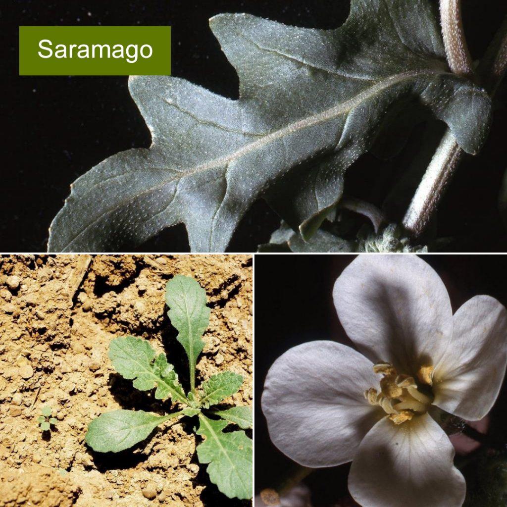 Diplotaxis Sp Guia de identificação das principais infestantes do olival | Syngenta