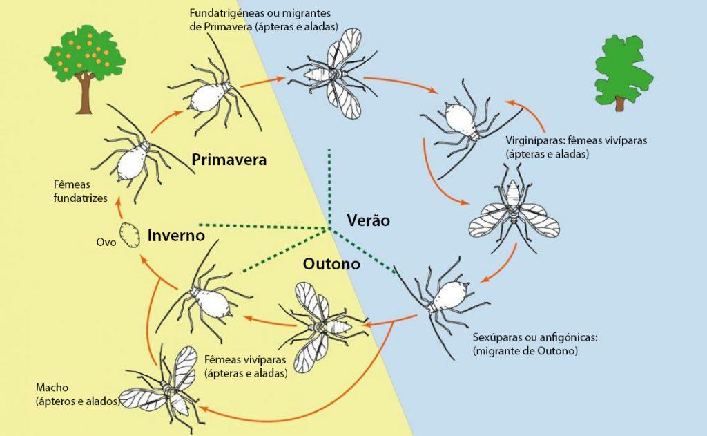 Ciclo esquemático de um afídeo Holociclico e dióico